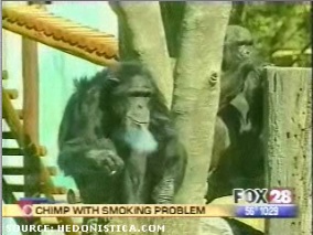 Smoking Monkey, Falling Penguin.